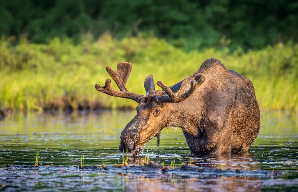 A moose is drinking water from a pond