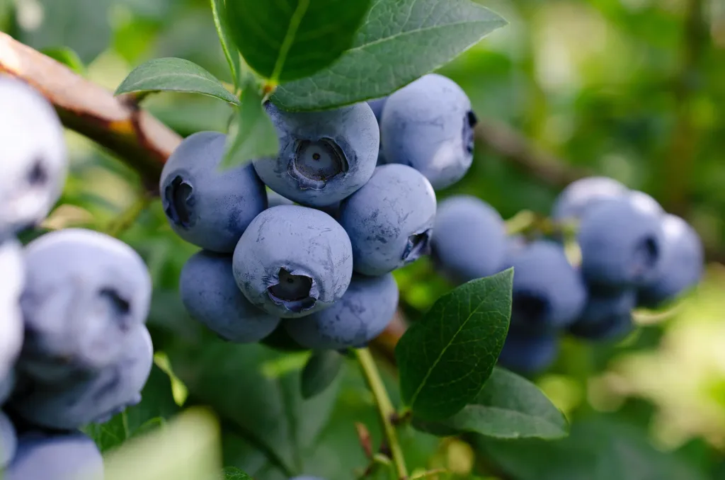 A close-up of fresh blueberries clustered on a tree branch