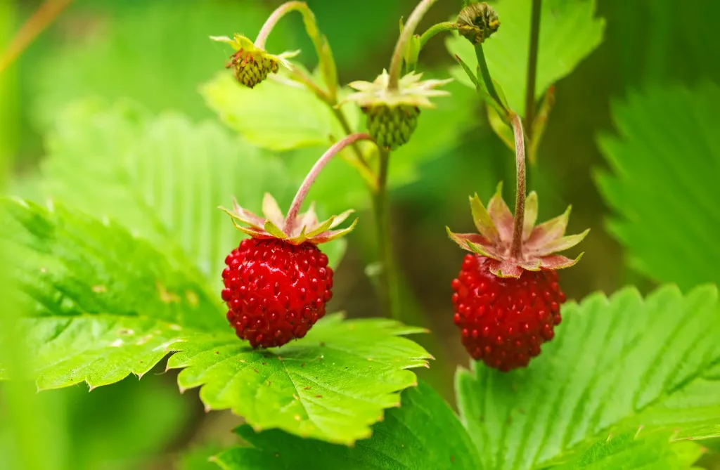 A close-up of two ripe strawberries growing on a lush green plant